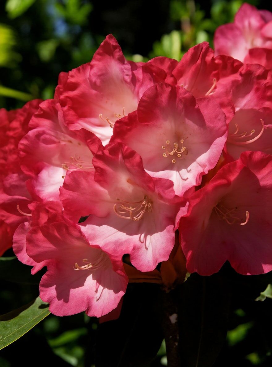 Rhododendron 'Halfdan Lem' - Rhododendron Hybride 'Halfdan Lem' -  Baumschule NewGarden