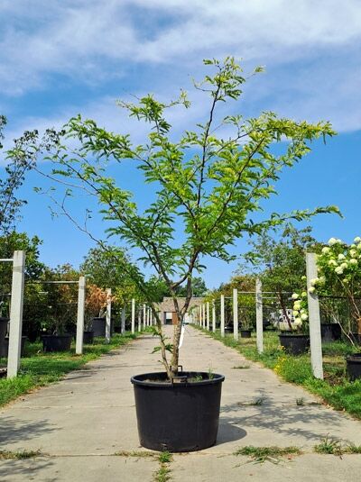 Gold-Gleditschie 300-350 cm im Container - Gleditsia triacanthos 'Sunburst' (1567624)