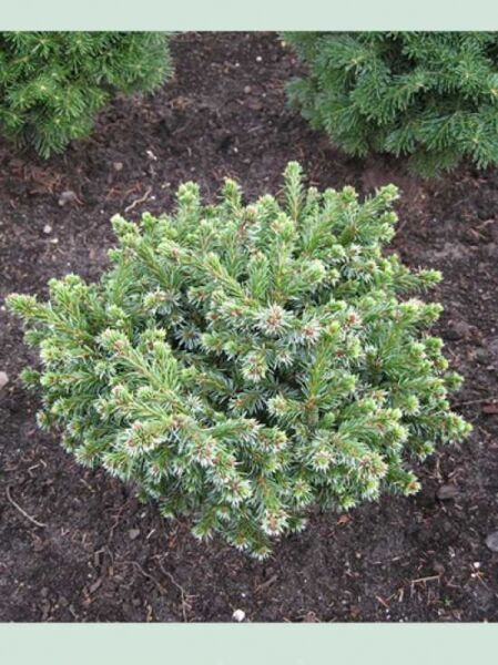 Picea omorika 'Pimoko' / Serbische Zwerg-Fichte