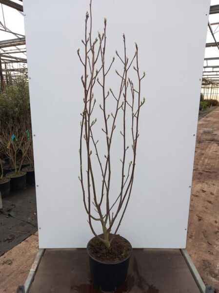 Magnolia soulangiana 'Lennei Alba' / Tulpen-Magnolie 'Lennei Alba', mehrtriebiger Strauch im Container C20, 150-175 cm, mit Knospen