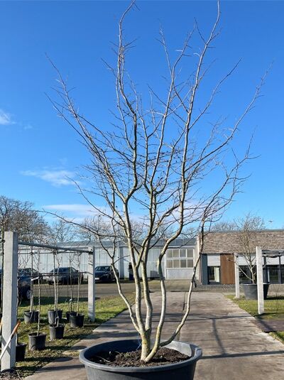 Eisenholzbaum / Parrotie 350 - 400 cm (874471) / Parrotia persica mehrstämmige Schirmform'