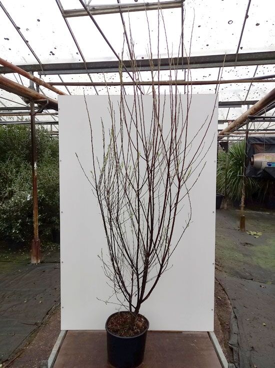 Säulen-Felsenbirne 'Rainbow Pillar' - Amelanchier Canadensis 40-80cm