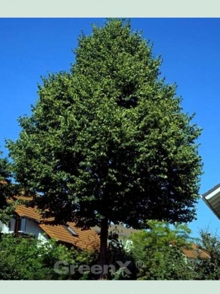 Tilia cordata / Winter-Linde