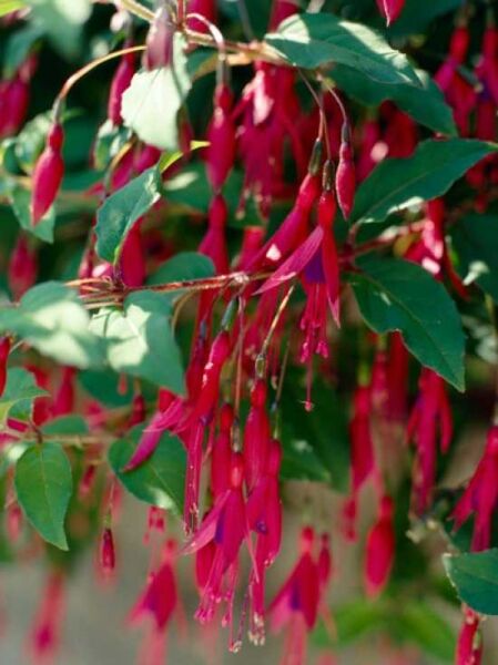 Fuchsia magellanica 'Riccartonii' / Scharlachfuchsie