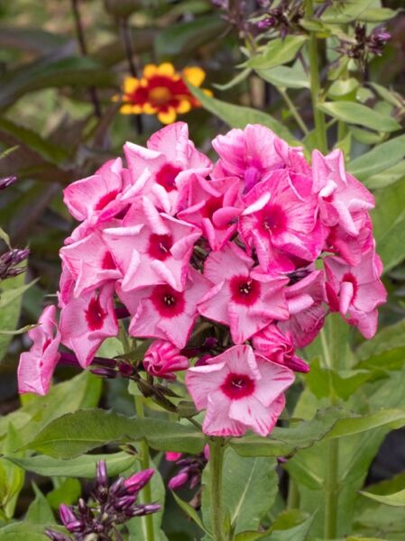 Sommer-Phlox 'Uralskie Skazy' / Hohe-Flammenblume 'Uralskie Skazy' / Phlox paniculata 'Uralskie Skazy'