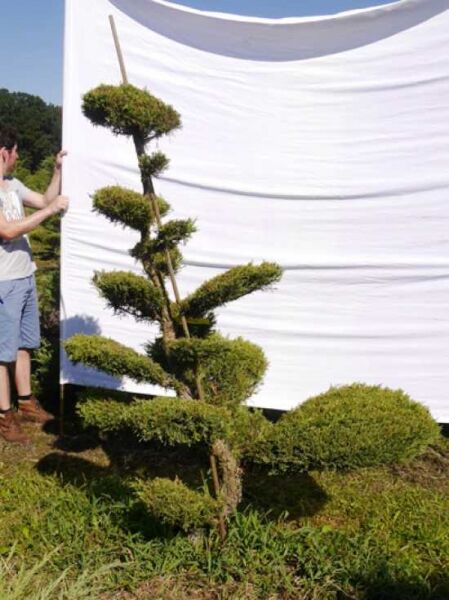 Juniperus media 'Hetzii' Gart-Bonsai, Wacholder mit mehrstämmigem Wuchs, Formschnitt-Etagen, ca. 200 cm hoch, 140 cm breit