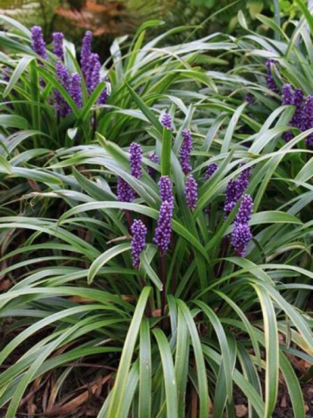 Liriope muscari 'Variegata (Gold Banded)' / Lilientraube