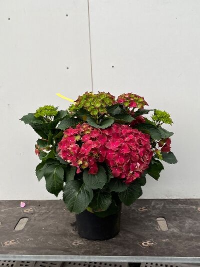 Bauern-Hortensie Hydrangea macrophylla 'Endless Summer®' rot, im schwarzen C5-Topf, 30–40 cm, mit roten Blüten und grünen Blättern.