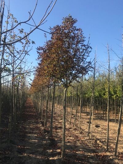 Aesculus hippocastanum 'Pyramidalis' / Rosskastanie 'Pyramidalis'