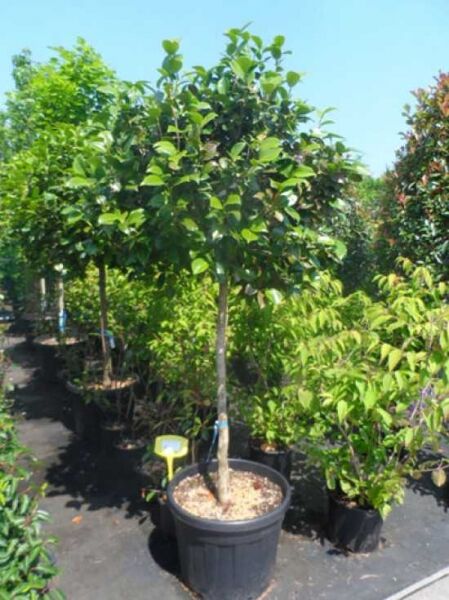 Japanische Kamelie rosa / Camellia japonica rosa