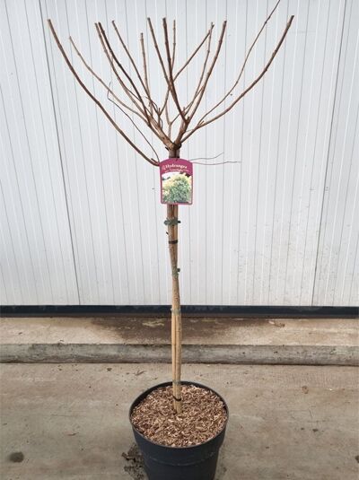 Limonenfarbene Rispen-Hortensie 'Limelight ®'  / Limonenfarbene Rispen-Hortensie 'Limelight ®' 