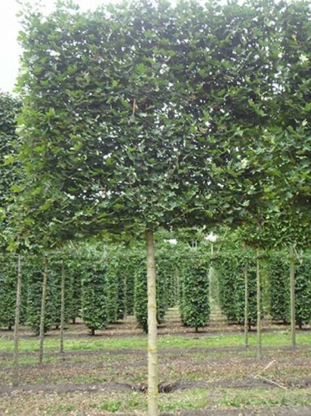 Feld-Ahorn 'Elsrijk' 'Hochstamm-Spalier' H:160 B:160 T:20 (Stamm 210 cm) / Feld-Ahorn 'Elsrijk' 'Hochstamm-Spalier' H:160 B:160 T:20 (Stamm 210 cm)