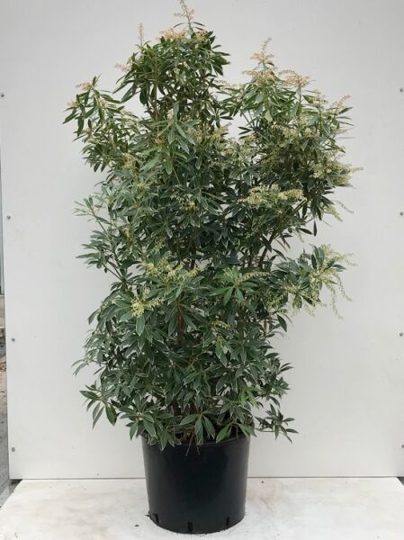 Pieris japonica 'Flaming Silver' / Japanische Lavendelheide 'Flaming Silver', 100-125 cm, C20, Strauch im Topf mit weißen Blütenrispen