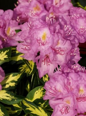 Rhododendron 'Blattgold' - Rhododendron Hybride 'Blattgold' - Baumschule  NewGarden