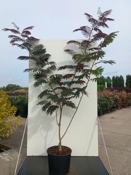 Seidenbaum Albizia julibrissin 'Evey's Pride'®, 175-200 cm, C20, im Topf mit mehrstämmigem Wuchs und gefiedertem Laub.