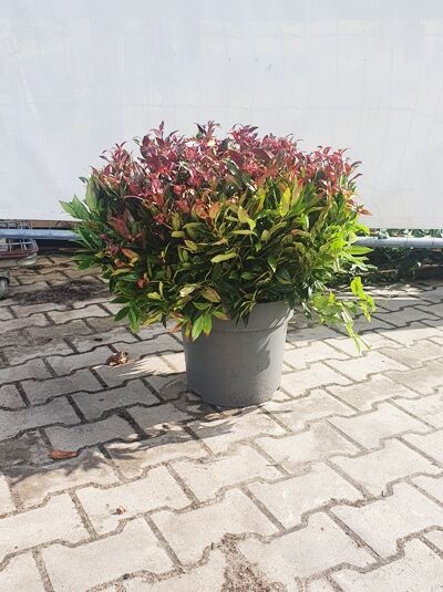 Traubenheide 'Red Lips' / Leucothoe axillaris 'Red Lips ®'