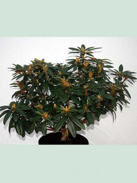 Rhododendron yakushimanum 'Ping Pong' / Rhododendron 'Ping Pong' Solitärstrauch mit dunkelgrünem Laub und Knospen, 60–70 cm breit