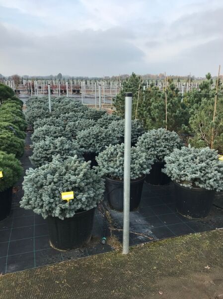 Kleine Blau-Fichte / Kleine Blau-Fichte