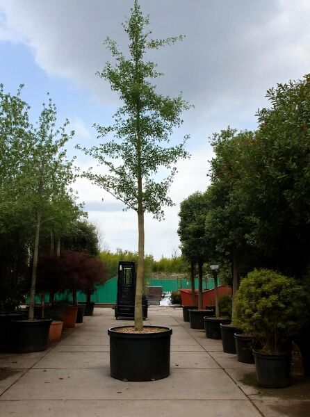 Ginkgo biloba (Ginkgobaum/Fächerblattbaum) Hochstamm 30-35 StU im Container, schlanker Stamm mit aufrechter Krone im Topf.