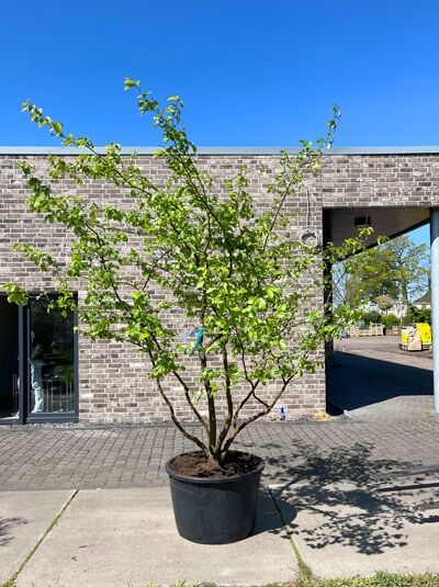 Eisenholzbaum / Parrotie 275-300 cm mehrstämmig (charakteristisch) / Parrotia persica mehrstämmig (876206)