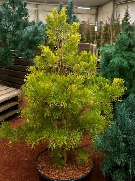 Pinus virginiana 'Wate's Golden' / Virginianische Kiefer 'Wate's Golden' 80–100 cm m. Db., gelbgrüne Nadeln im Topf