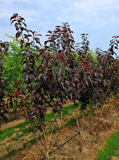 Rotblättrige Nelken-Kirsche 'Royal Burgundy' - Prunus serrulata 'Royal Burgundy'