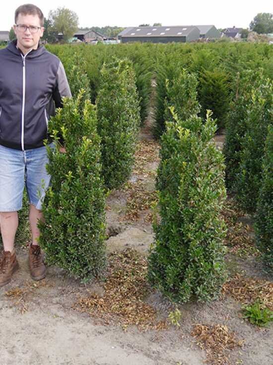 thuja smaragd versandkostenfrei Thuja Smaragd kaufen