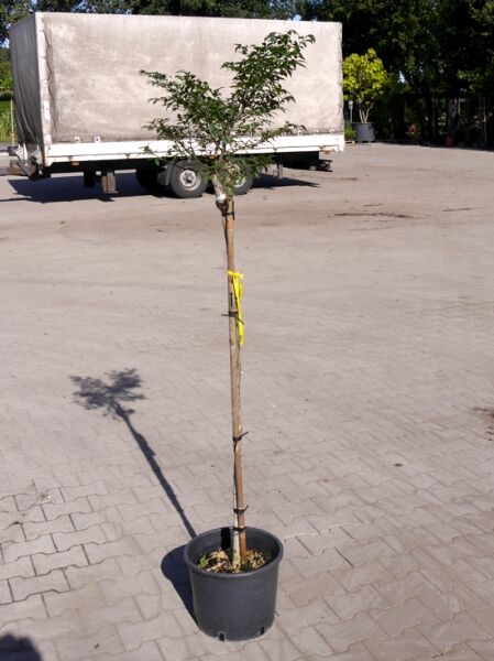 Euonymus alatus 'Compactus' Stämmchen (Niedriger Spindelstrauch), 90 cm Stamm, im Container C7 mit Stützstab