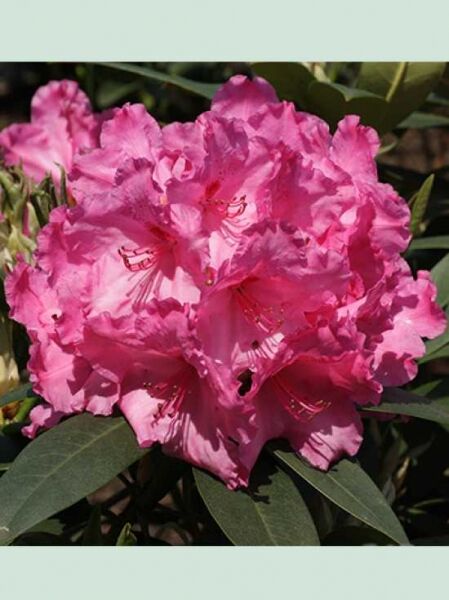 Rhododendron 'Walküre' / Rhododendron Hybride 'Walküre ®'