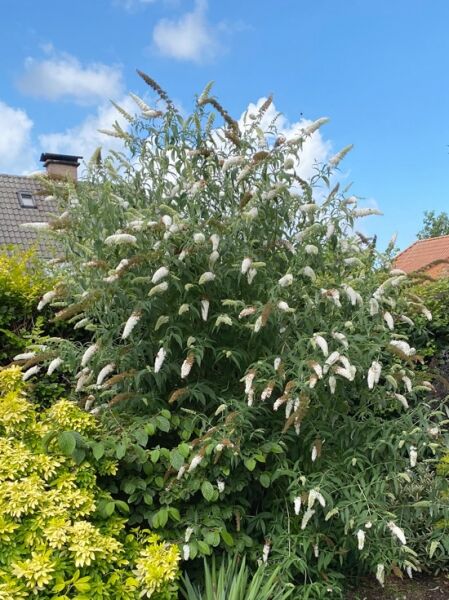 Schmetterlingsflieder 'White Profusion' / Schmetterlingsflieder 'White Profusion'