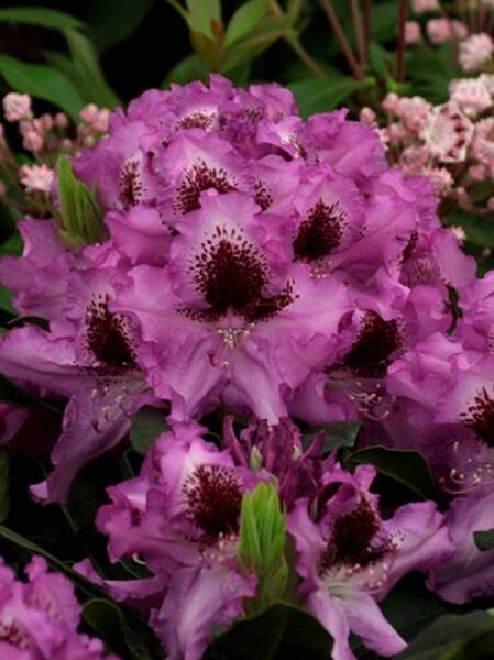 Rhododendron 'Ivory' / Rhododendron Hybride 'Ivory'