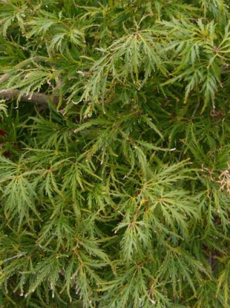 Acer palmatum 'Dissectum Flavescens' / Japanischer Schlitzahorn / Fächerahorn