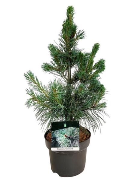 Före-Ammerland / Kiefer 'Ammerland' / Pinus monticola 'Ammerland'