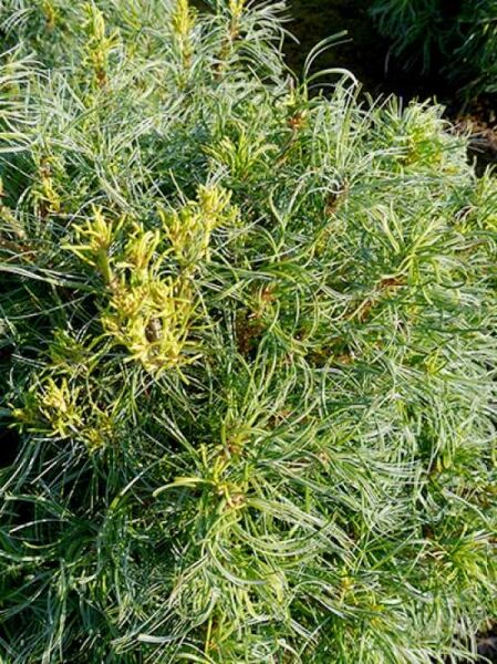 Pinus strobus 'Tiny Curls' / Mädchen-Kiefer 'Tiny Curls' / Zwerg-Weymouths-Kiefer 'Tiny Curls'