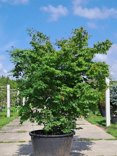 Fächer-Ahorn (Acer palmatum) 200–250 cm im Container, mehrstämmig mit grünem Laub und verzweigter Krone.