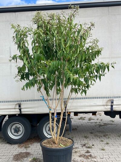 Sieben-Söhne-des-Himmels-Strauch 'Schirmform' 275-300 cm / Heptacodium miconioides (1577303)