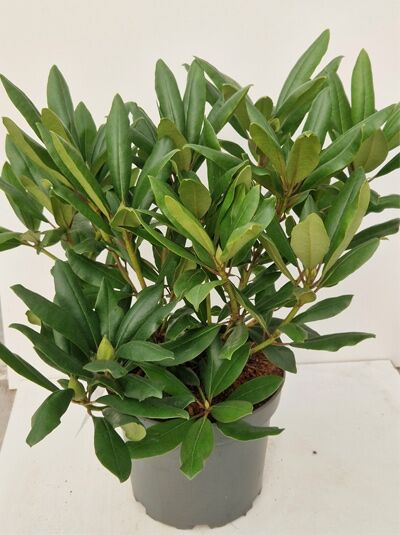 Rhododendron Hybride 'Marcel Menard' / Rhododendron 'Marcel Menard' 40–50 cm C7 im Topf mit grünen Blättern
