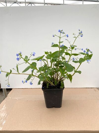 Großblättriges Kaukasus-Vergissmeinnicht / Brunnera macrophylla