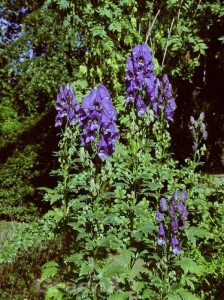 Herbst-Eisenhut / Aconitum carmichaelii