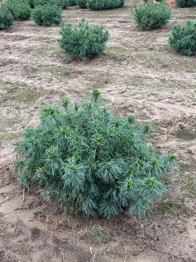 Pinus strobus 'Tiny Curls' (Mädchen-Kiefer) Zwerg-Weymouths-Kiefer, kompakter Strauch mit grünen, leicht gedrehten Nadeln, 60–80 cm m. B. Solitär