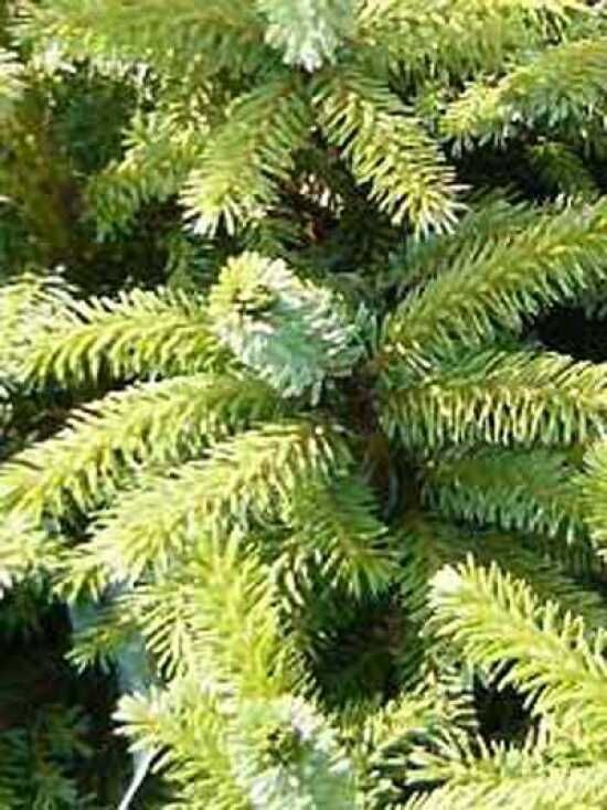 Omorika-Fichte / Serbische Fichte - Picea omorika - Baumschule NewGarden