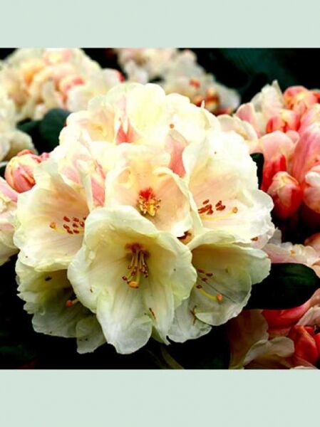 Rhododendron yakushimanum 'Flava Rosea' / Rhododendron 'Flava Rosea'