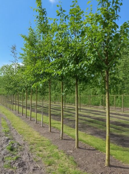 Papier-Birke (Betula papyrifera) Hochstamm 18-20 StU mit Drahtballen, Laubkrone und geradem Stamm in Reihe gepflanzt.