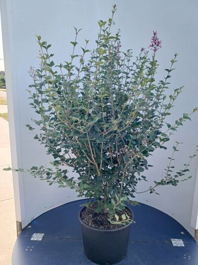 Chinesischer Flieder 'Dark Purple' - Syringa chinensis 'Dark Purple'
