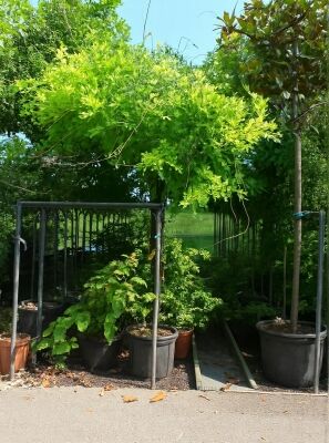 Blauregen / Wisteria gnstig in Top-Baumschulqualitt kaufen