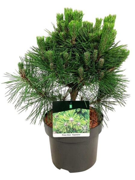 Japanische Schwarz-Kiefer / Japan-Schwarzföhre 'Sayonara' / Pinus thunbergii 'Sayonara'