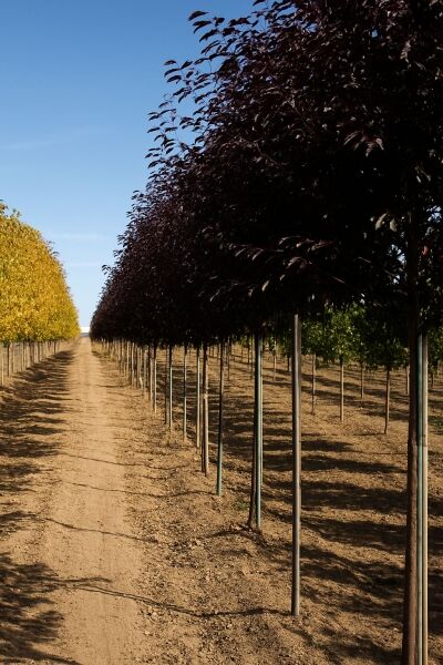 Virginische Trauben-Kirsche 'Shubert' / Virginische Trauben-Kirsche 'Shubert'