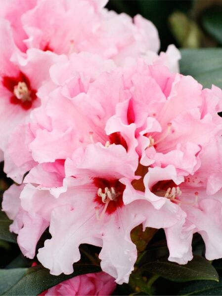 Rhododendron 'Principessa' / Rhododendron 'Principessa'