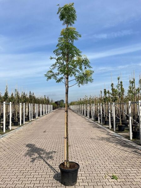 Mehlbeere 'Dodong' (Sorbus 'Dodong') Hochstamm 8-10 StU im Container, junger Baum mit schlankem Stamm und grünem Laub