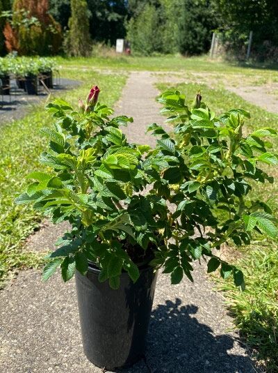Rosa 'Moje Hammarberg' / Strauchrose 'Moje Hammarberg' C3 im Topf mit grünem Laub und Knospen